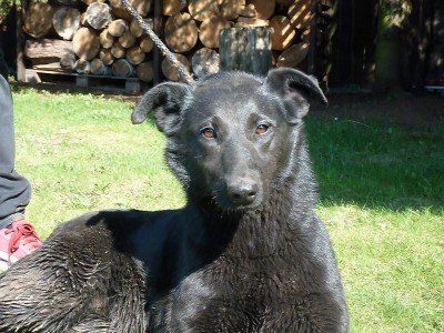 Sunia Indi do adopcji