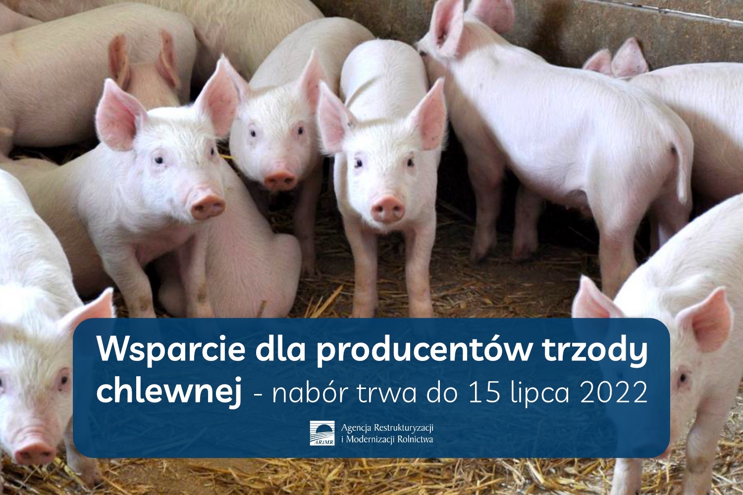 Wsparcie dla producentów trzody chlewnej - trwa nabór wniosków