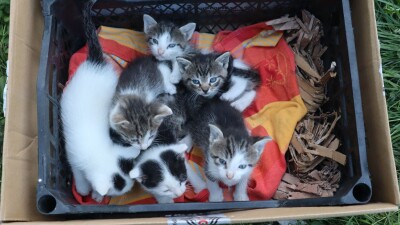 Kotki do adopcji