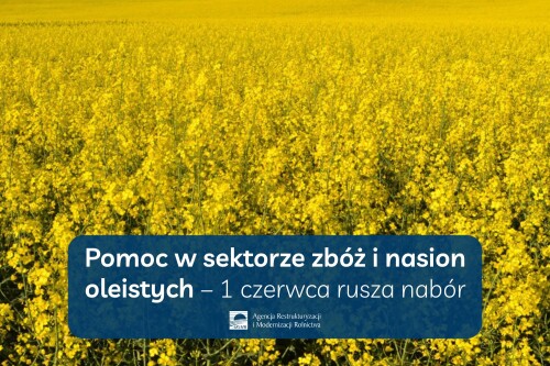 Pomoc w sektorze zbóż i nasion oleistych