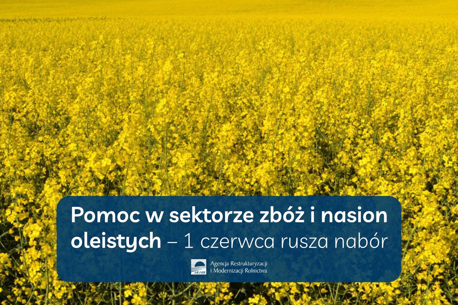 Pomoc w sektorze zbóż i nasion oleistych – 1 czerwca rusza nabór wniosków-1