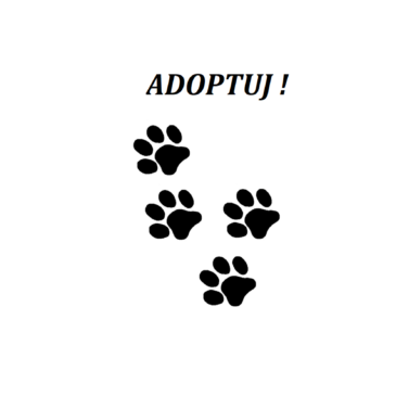 Koty do adopcji
