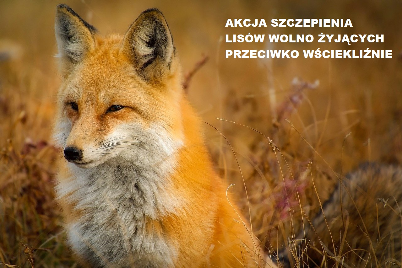 GRAFIKA