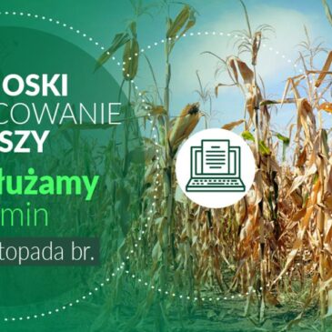 17 listopada 2023 r. mija termin na składanie wniosków o oszacowanie szkód powstałych w wyniku tegorocznej suszy za pośrednictwem aplikacji publicznej