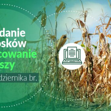 Termin na składanie wniosków o oszacowanie szkód powstałych w wyniku tegorocznej suszy za pośrednictwem aplikacji publicznej został wydłużony do 30 października 2023 r.