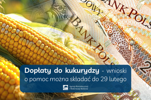 Dopłaty do kukurydzy – informacja ARiMR