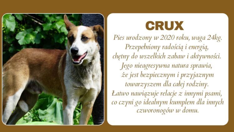 Zwierzęta do adopcji