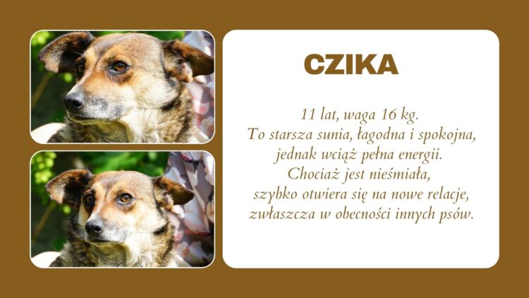 Zwierzęta do adopcji