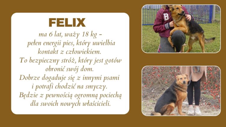 Zwierzęta do adopcji