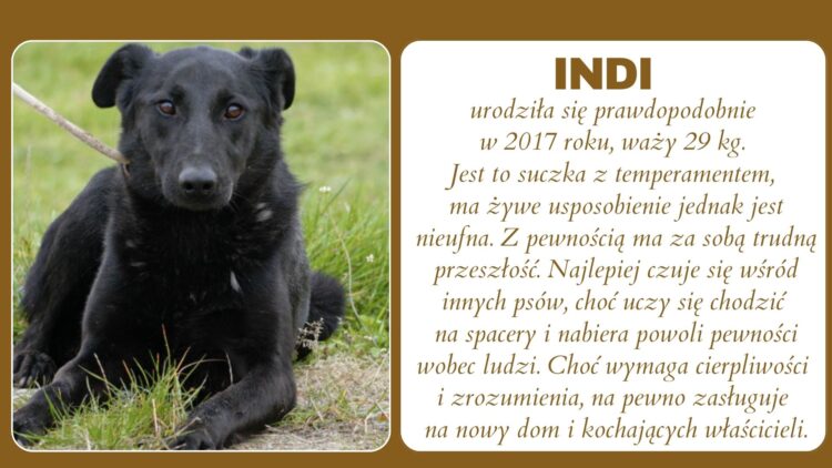 Zwierzęta do adopcji