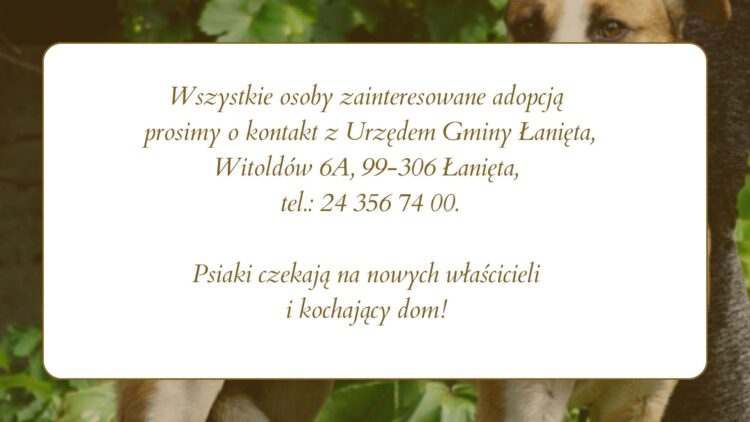 Zwierzęta do adopcji