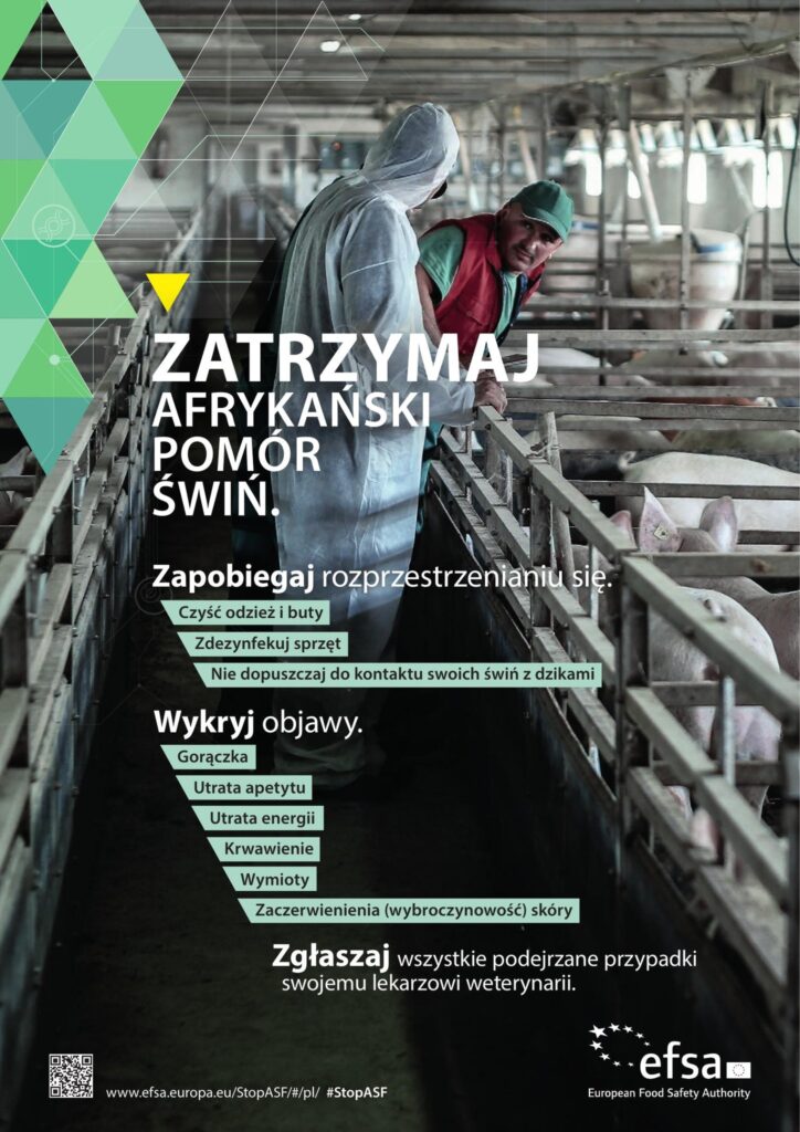 ASF - Afrykański pomór świń