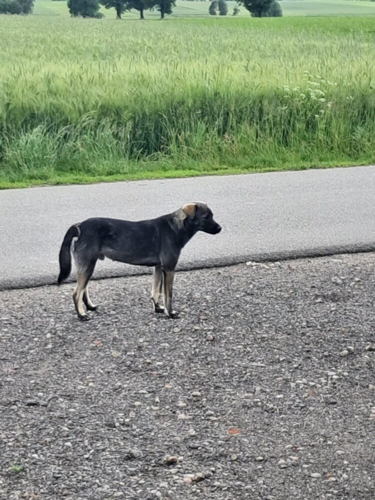 Znaleziono pieska!