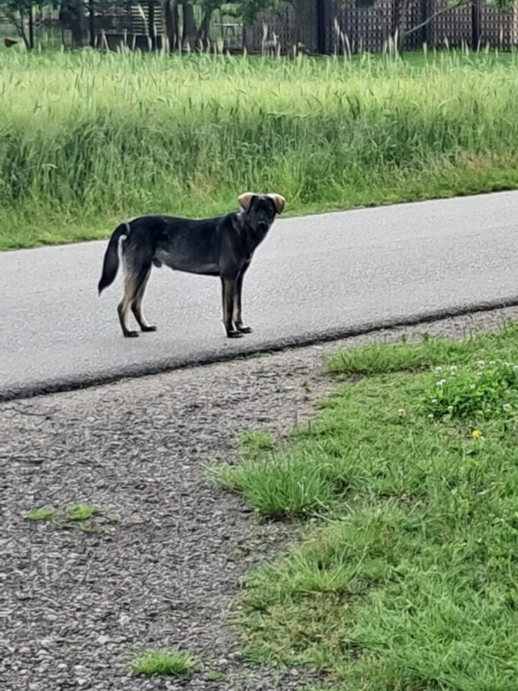 Znaleziono pieska!