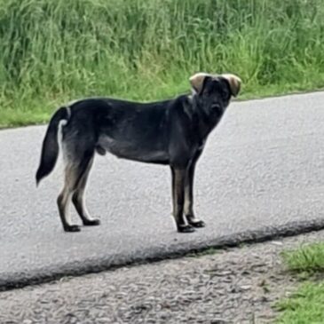 Znaleziono pieska!