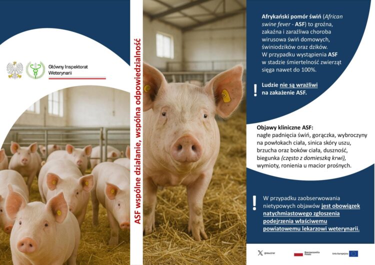 ASF - Afrykański pomór świń